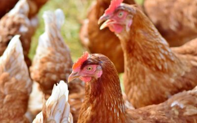 Tout savoir sur la filière œufs de consommation, les techniques de production, le commerce et le marché